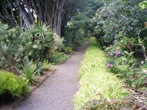 Wege botanischer Garten Teneriffa